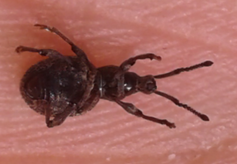 Curculionidae :Otiorhynchus  globus